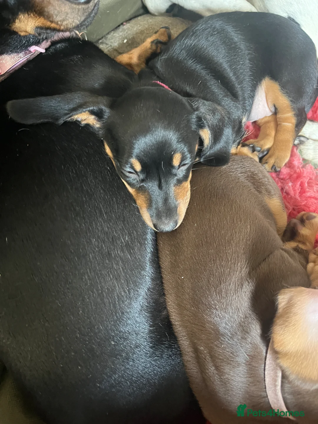 Miniature Dachshund dogs for sale: Black & Tan Miniature Dachshund bitch puppy in Ashford - Advert 2