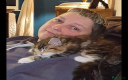 Maine Coon cats for sale: Active female maincoon gccf and tica - Image 9