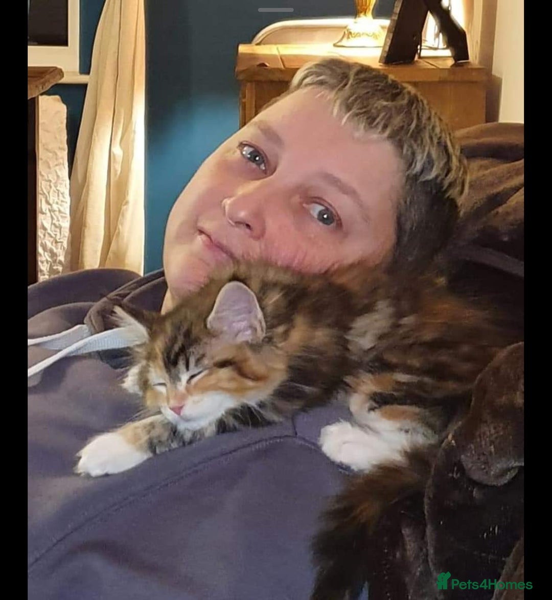 Maine Coon cats for sale: Active female maincoon gccf and tica - Image 9
