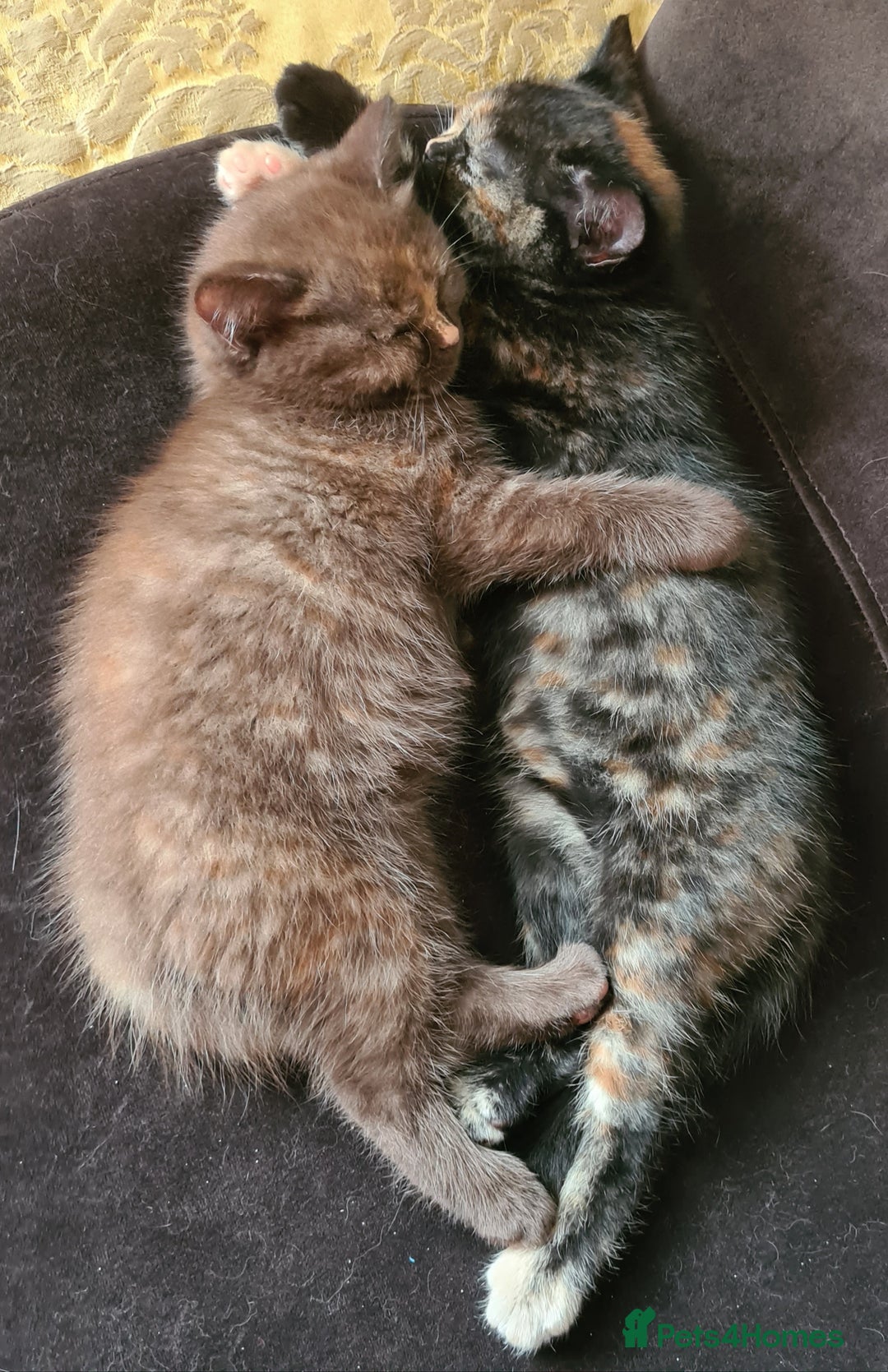 British Shorthair cats for sale: Cinnamon tortie BS female kitten - Image 9