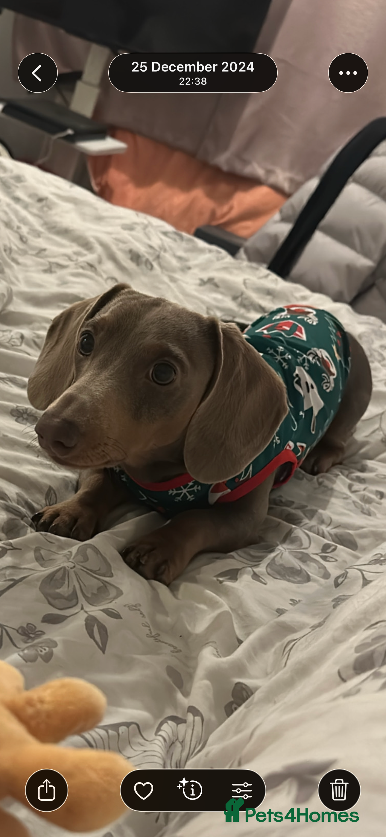 Dachshund dogs Miniature Dashshund - Advert 4