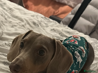 Dachshund dogs Miniature Dashshund - Advert 18