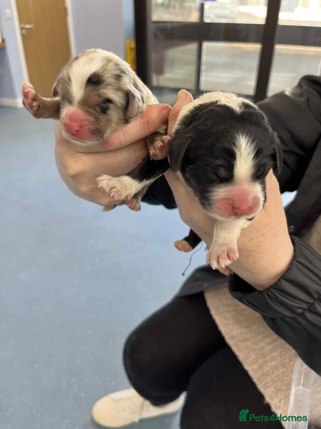 Sheepadoodle dogs for sale: unique midi sheepadoodle babies - Image 7