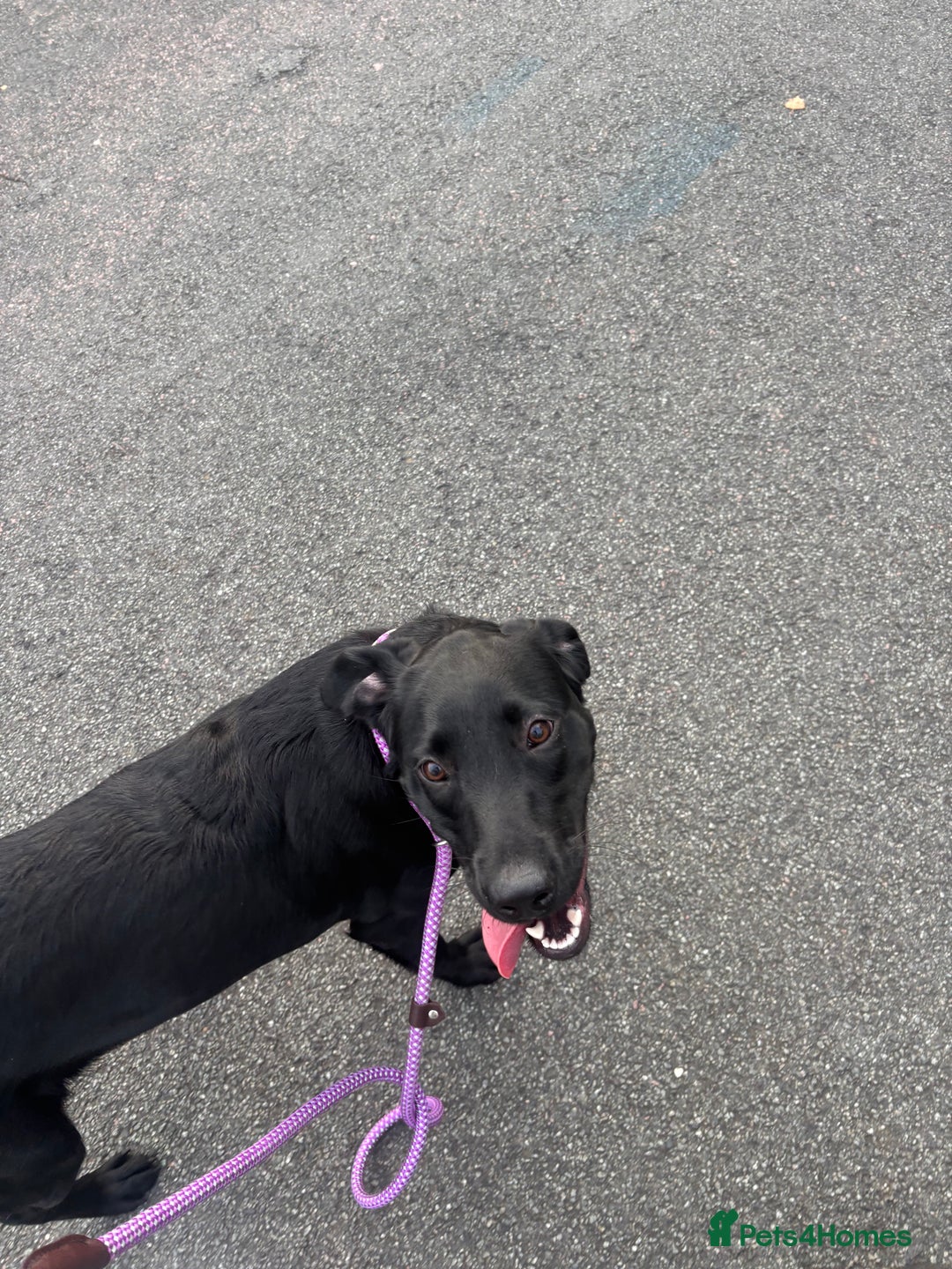 Labrador Retriever dogs for sale: labrador retriever - Advert 7