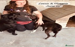 Mixed Breed dogs for adoption: Magpie- beautiful 1 year old- Reserved stc. in Brixham - Image 7