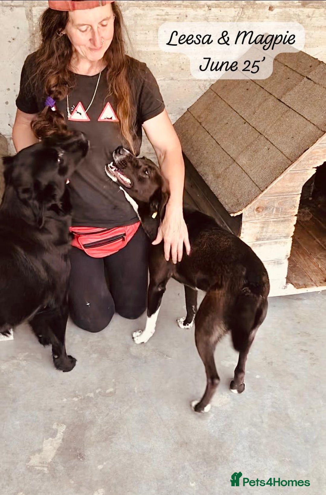 Mixed Breed dogs for adoption: Magpie- beautiful 1 year old- Reserved stc. in Brixham - Image 7