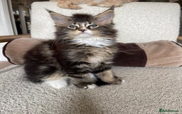 Maine Coon cats for sale: Mainecoons  - Image 1