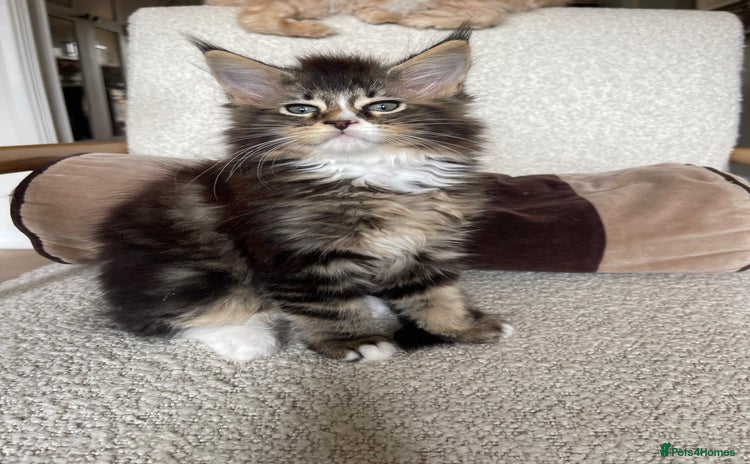 Maine Coon cats - Advert 1