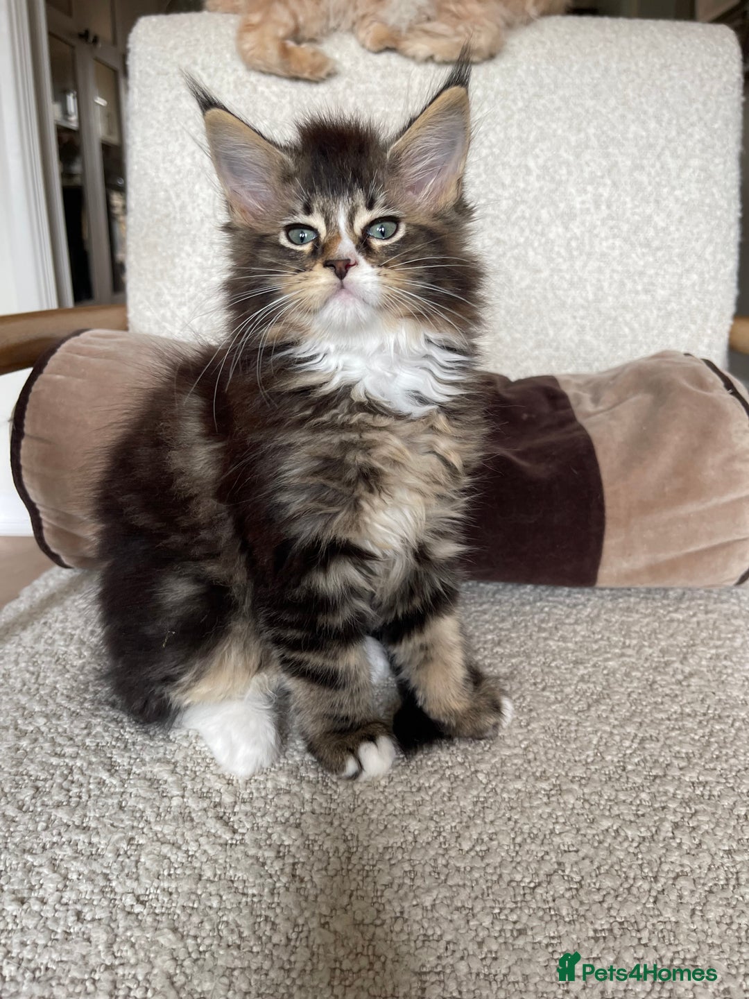 Maine Coon cats for sale: Mainecoons  - Image 1