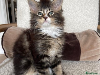 Maine Coon cats - Advert 5