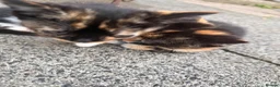 Mixed Breed cats for sale: Kittens for sale - Advert 8