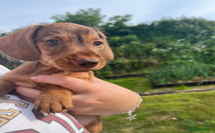 Miniature Dachshund dogs - Advert 3