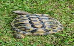 Hermann Tortoise reptiles for sale: Meet Speedy. 10 years male Hermann Tortoise  - Image 4