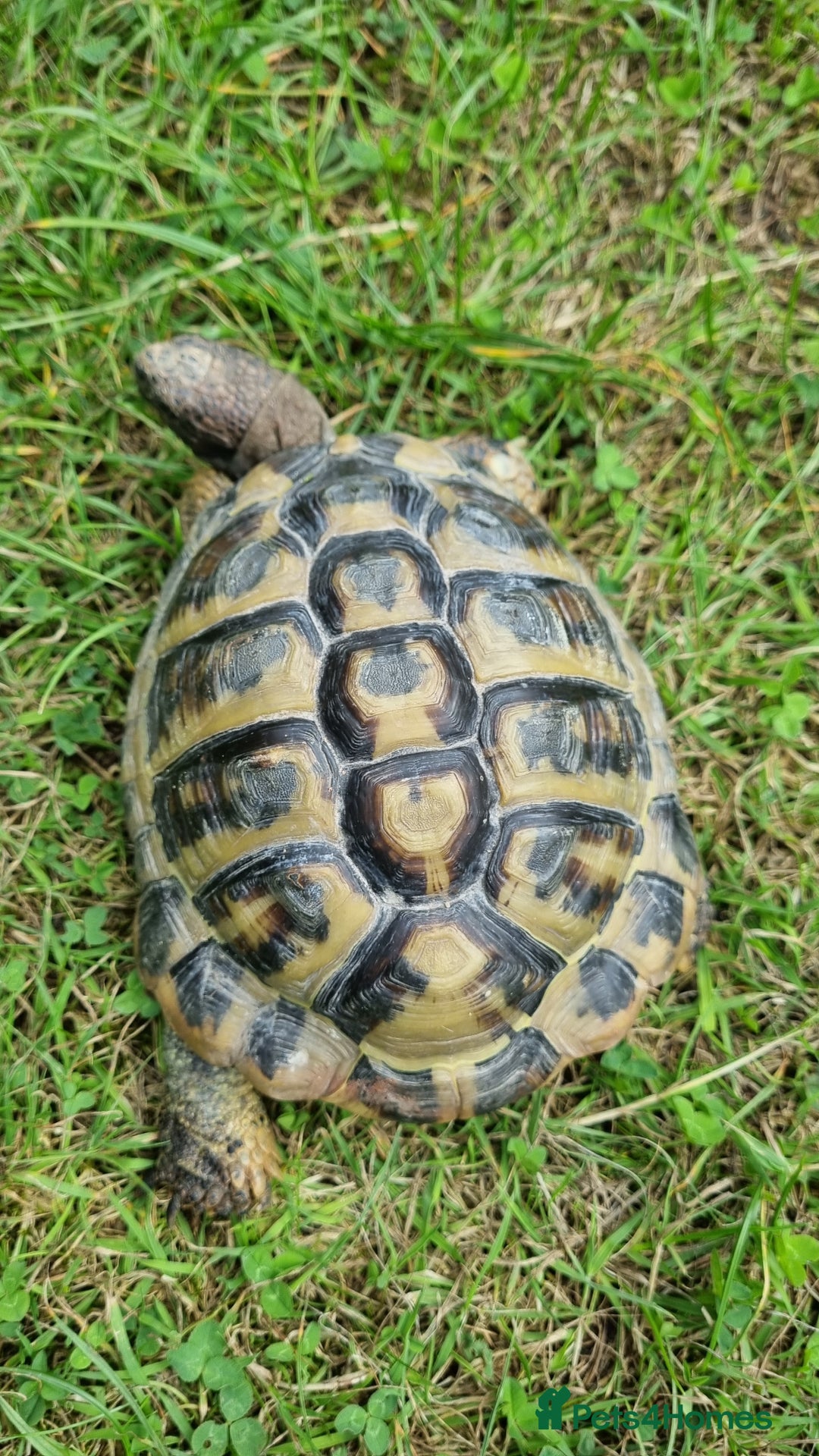 Hermann Tortoise reptiles for sale: Meet Speedy. 10 years male Hermann Tortoise  - Image 4