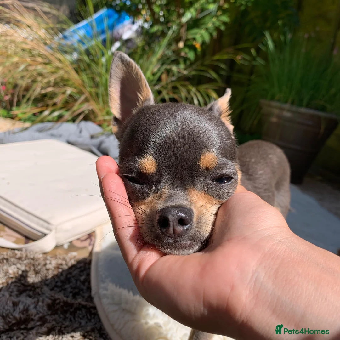 Chihuahua dogs for sale: Pedigree Teacup Chihuahua for Rehoming  - Advert 1