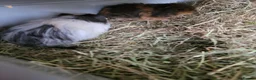 Guinea Pig rodents for sale: 2x male guinea pigs with full set up in Glenrothes - Advert 3