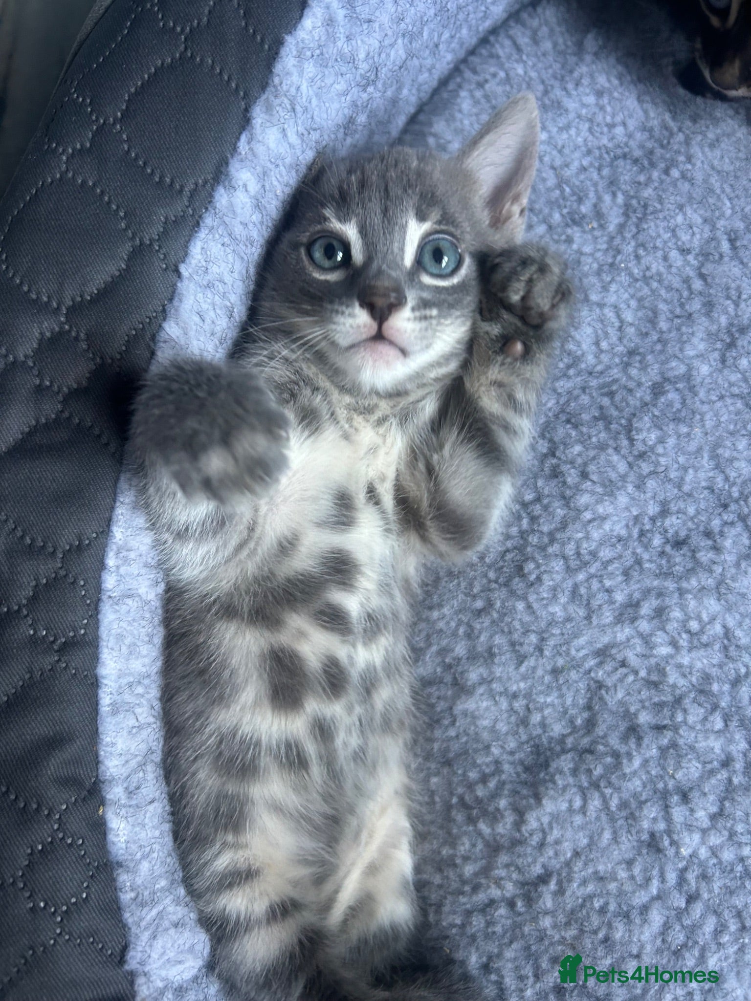 Bengal cats 3 Female Blue TICA Registered Bengal kittens  - Advert 13