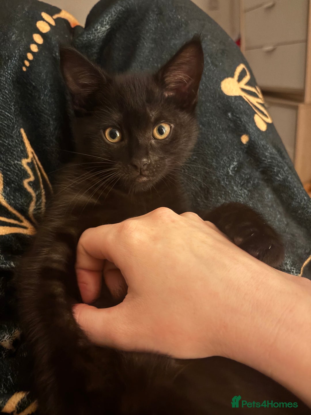 Mixed Breed cats for sale: Male Kittens  - Advert 1