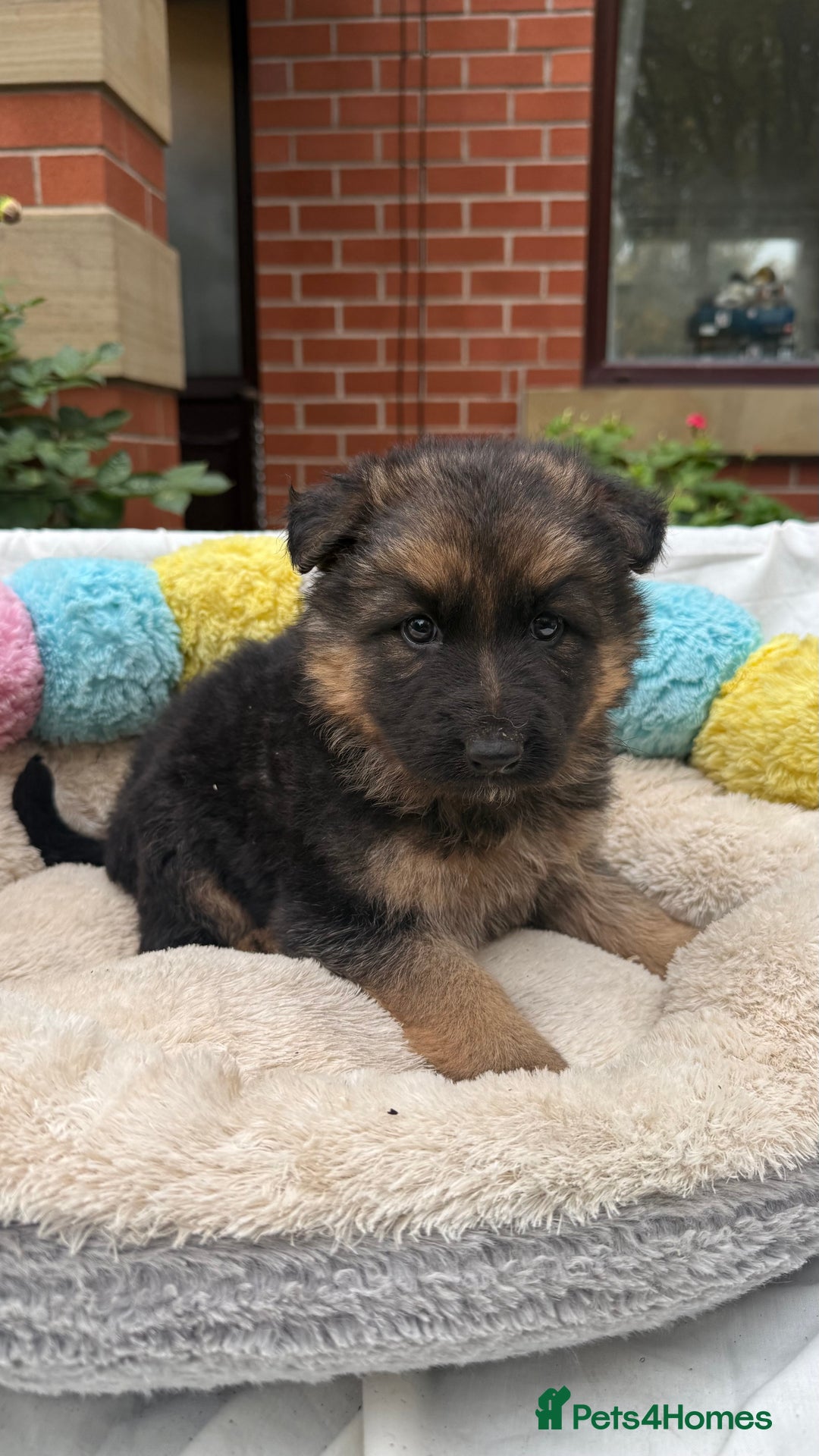 German Shepherd dogs for sale: CUTE golden/black German Shepherd puppies for sale - Advert 8