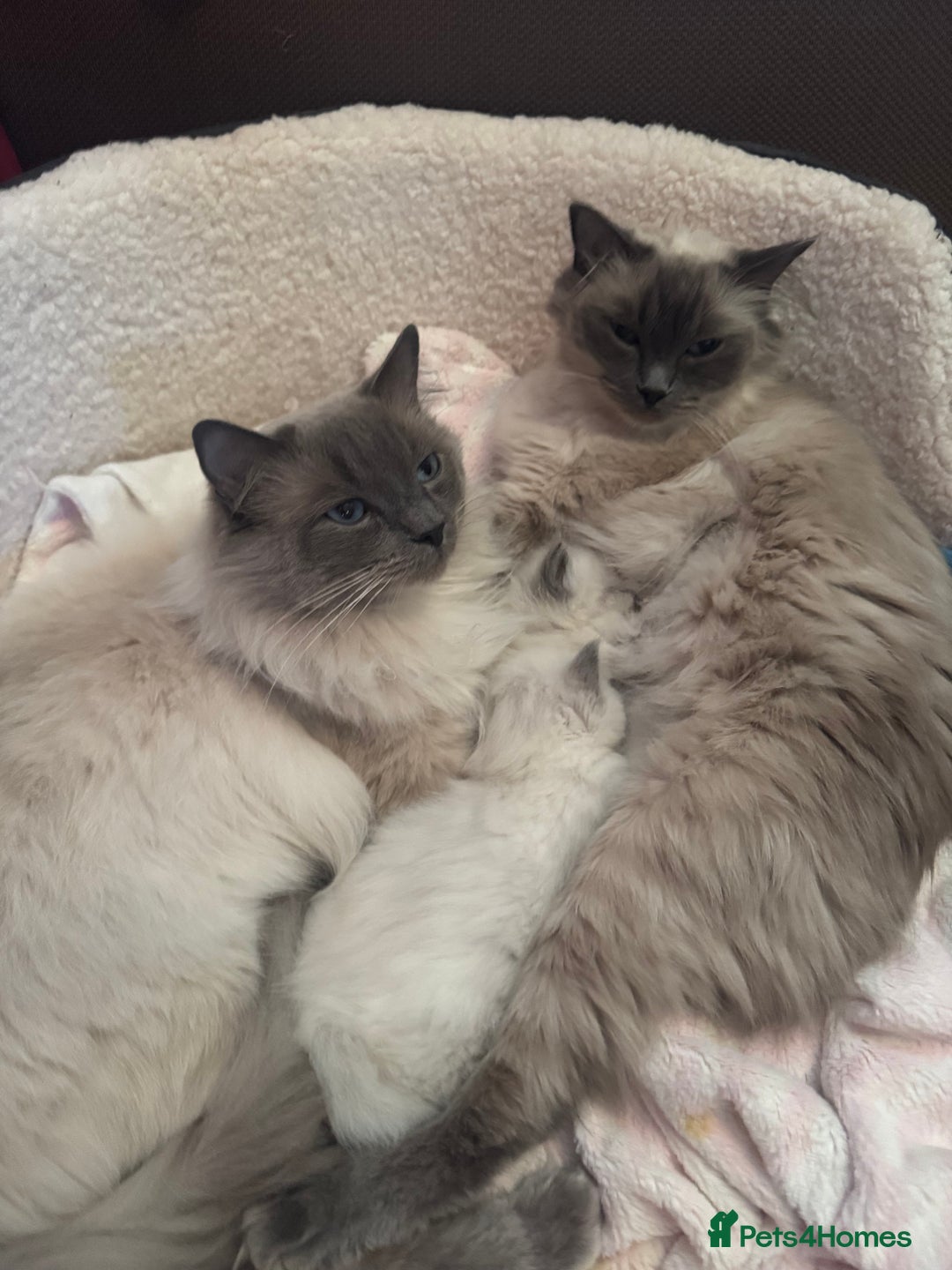 Ragdoll cats for sale: Pure Bluepoint Ragdoll kittens - Image 13