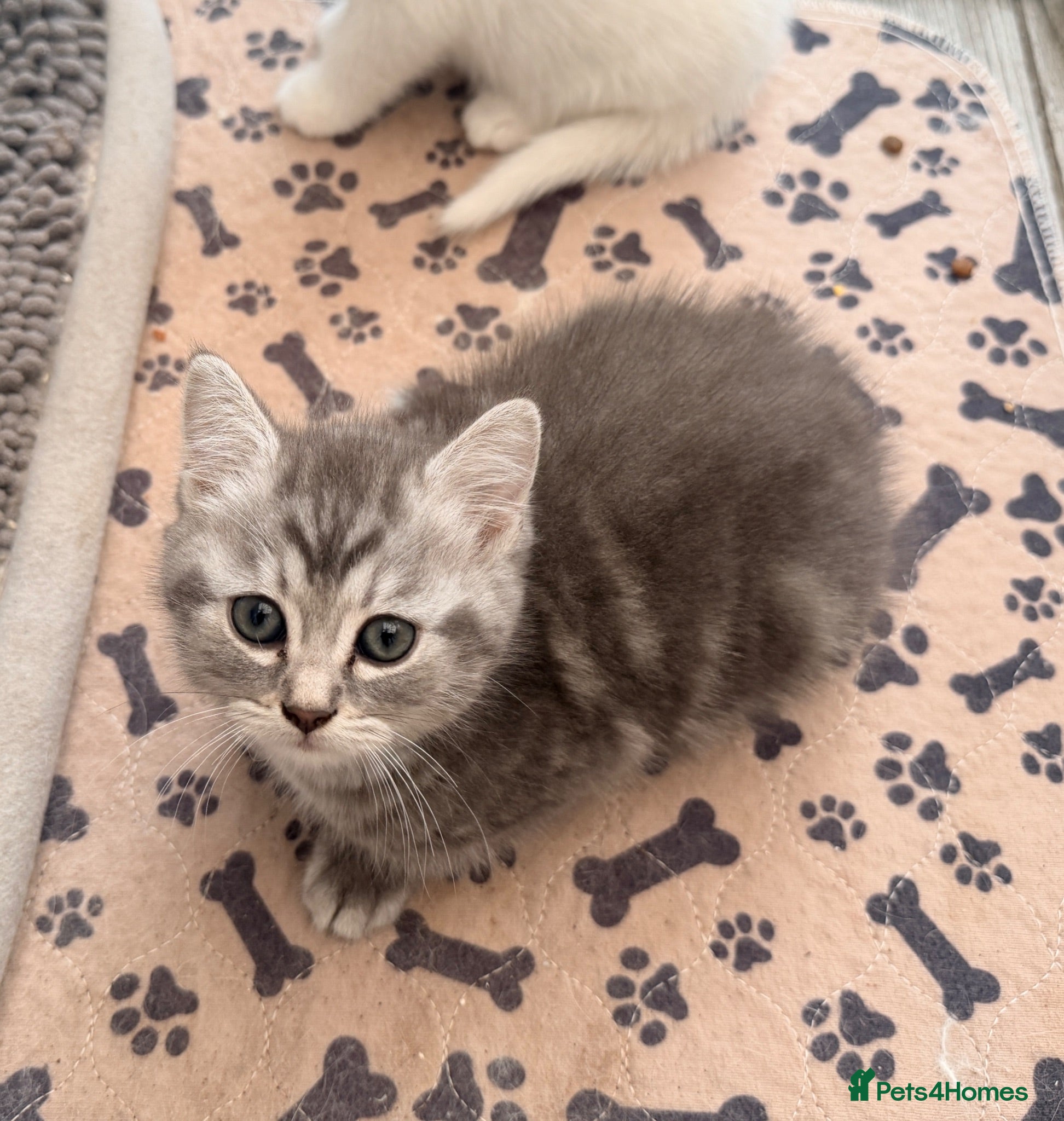 Persian cats Last little grey Persian x remaining, ready now - Advert 3