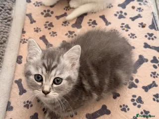 Persian cats Last little grey Persian x remaining, ready now - Advert 3