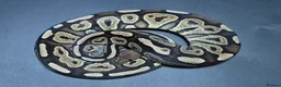 Python Snake reptiles for sale: Ball Pythons - Advert 8