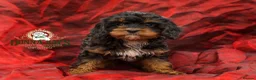 Cavapoo dogs for sale: DONNAJAYS 💫 exceptional F1 Toy Cavapoo babies  - Advert 5