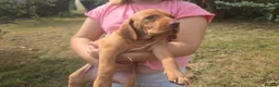 Hungarian Vizsla dogs for sale: Dual Purpose Hungarian Vizsla Bitch Puppies - Advert 14