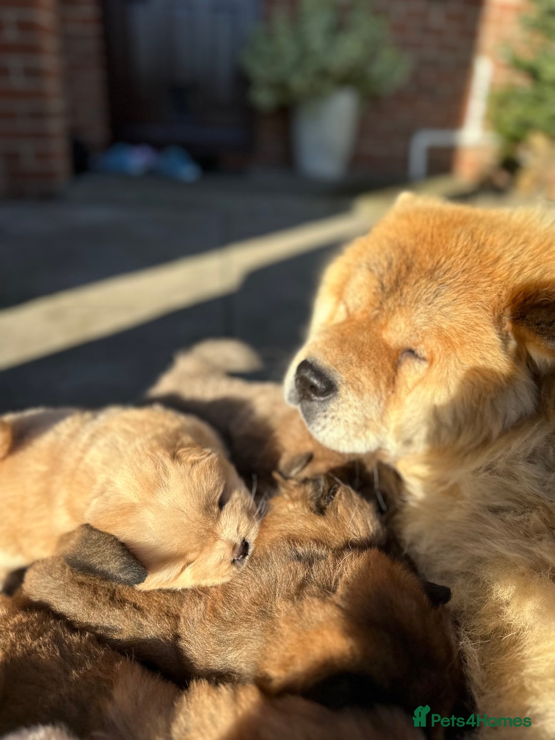Chow Chow dogs for sale: Gorgeous Chow Chow Puppies Raised in a loving Home - Advert 21