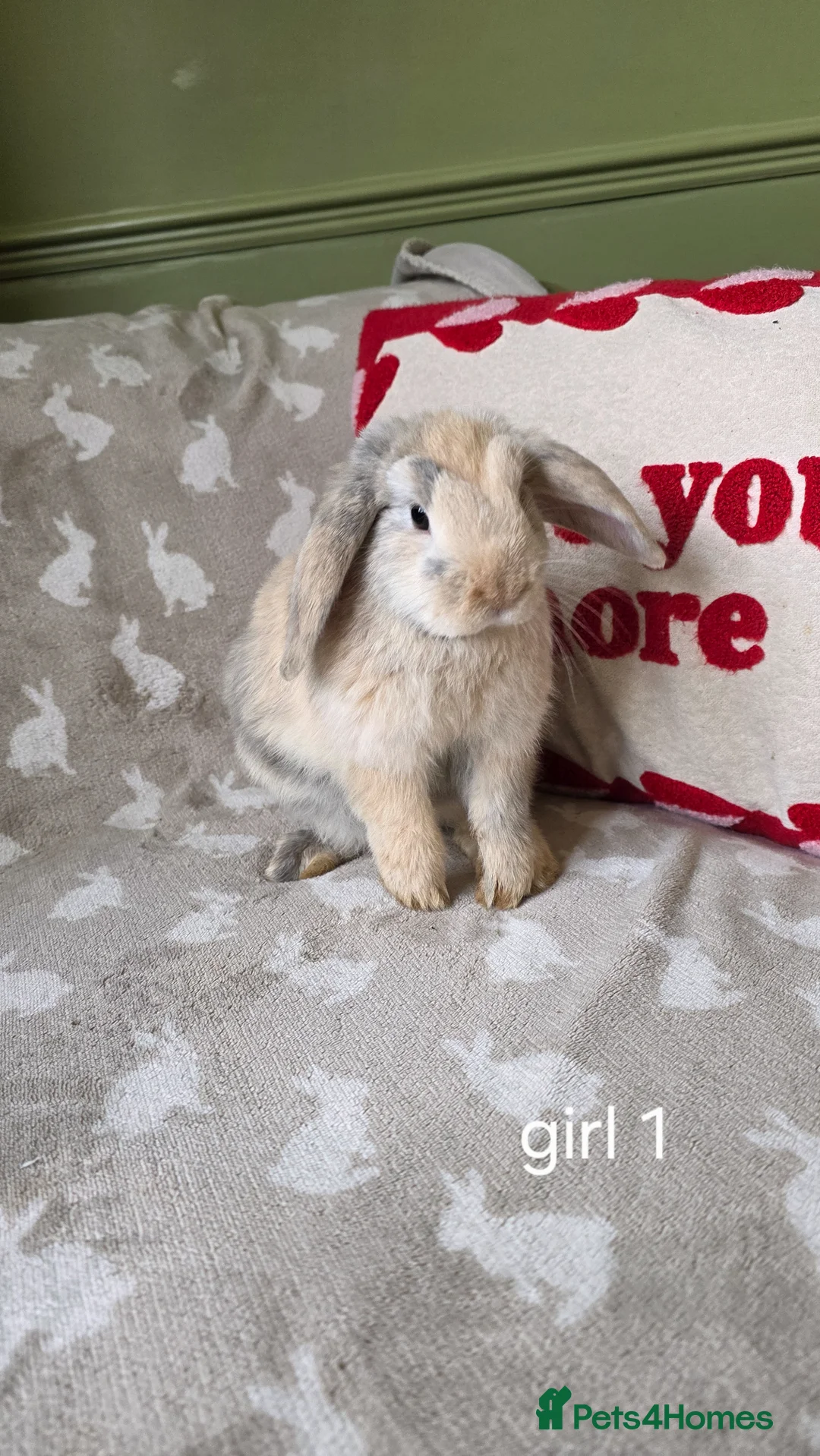 Mini Lop rabbits for sale: Mini lops for sale READY NOW - Advert 24