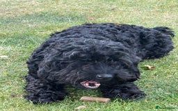 Mixed Breed dogs for sale: Cockapoo's - Image 1