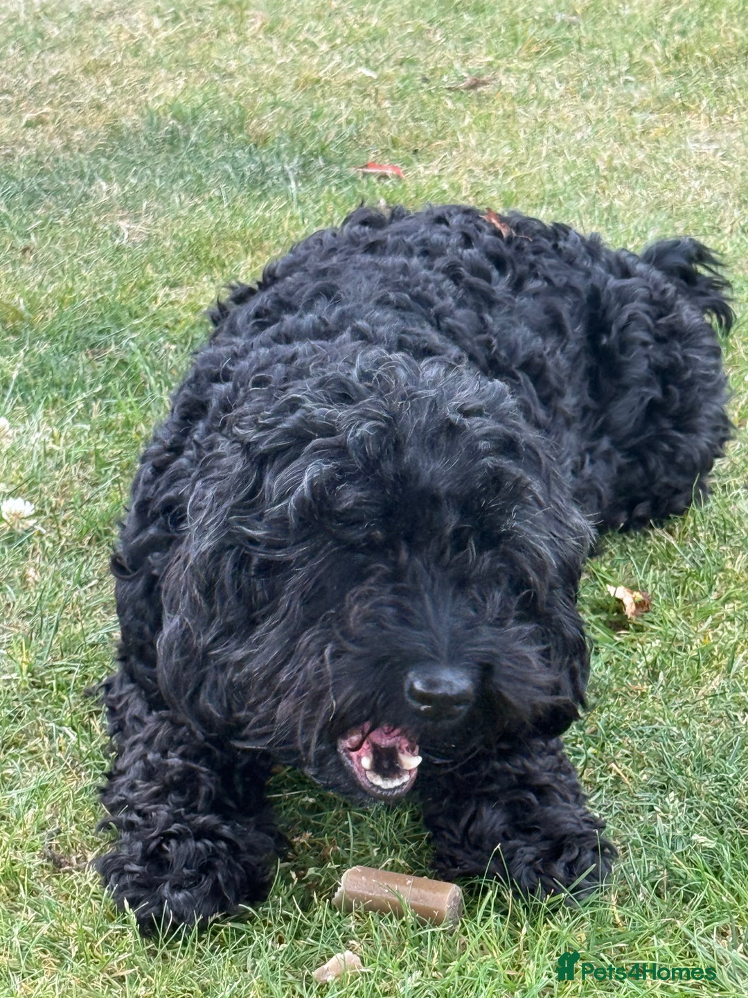 Mixed Breed dogs for sale: Cockapoo's - Image 1