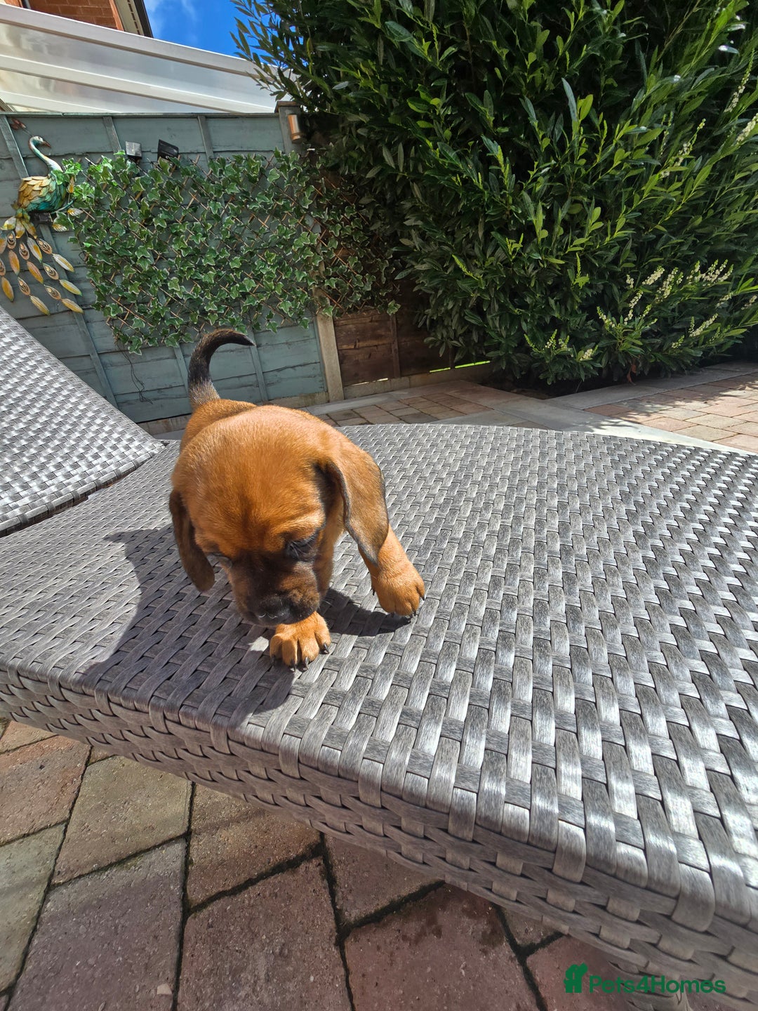 Mixed Breed dogs for sale: Very loving puppies looking for their forever home - Image 8