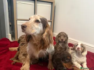Cocker Spaniel dogs Super rare dapple chunky playfull home raised - Advert 1