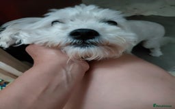 Bichon Frise dogs for adoption: ALBANO, a Lovely Bichon Boy - for a Loving Home - Image 16