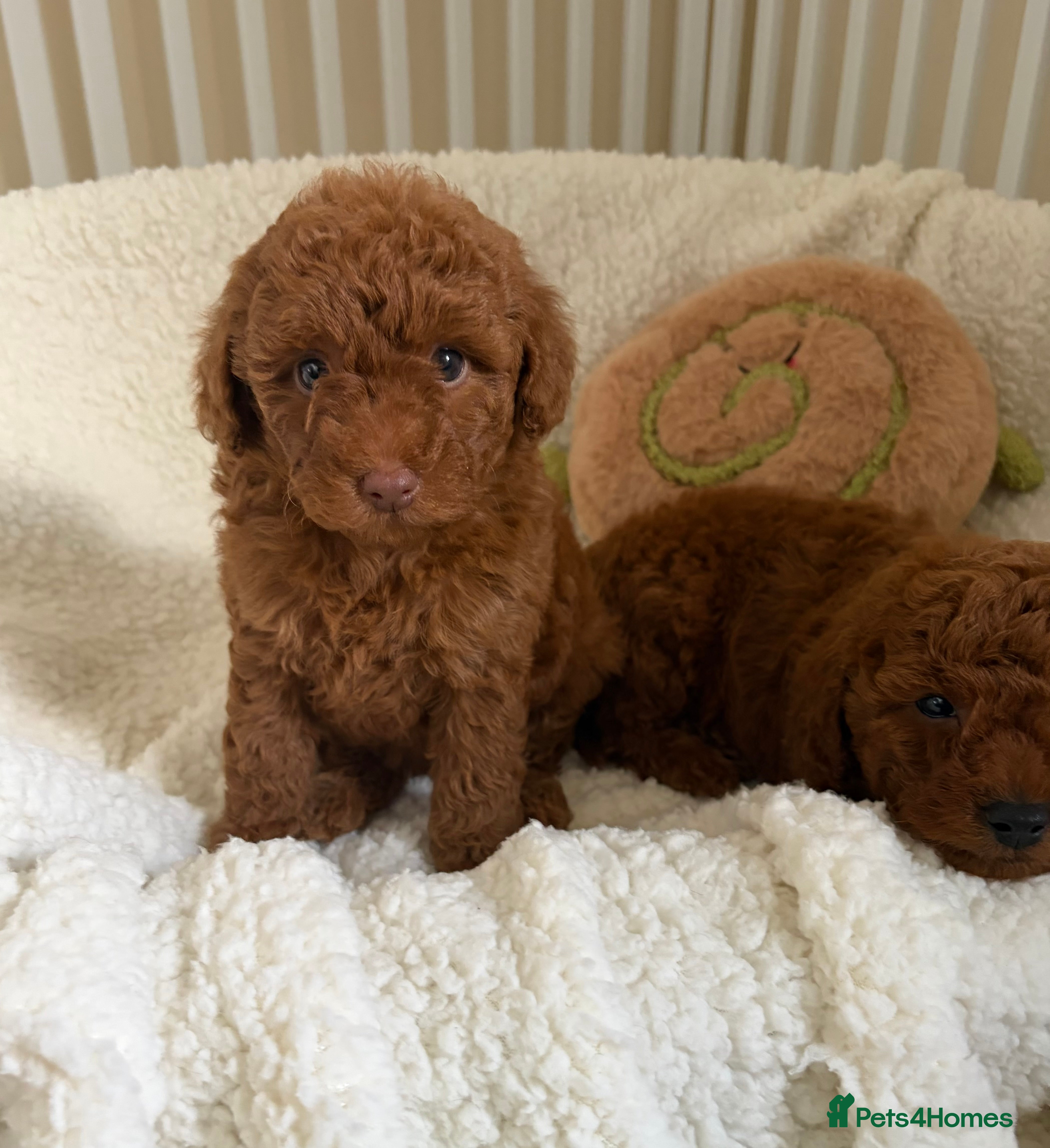 Cavapoo dogs Health tested Cavapoos - Advert 4