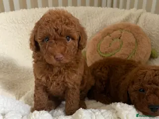 Cavapoo dogs Health tested Cavapoos - Advert 4