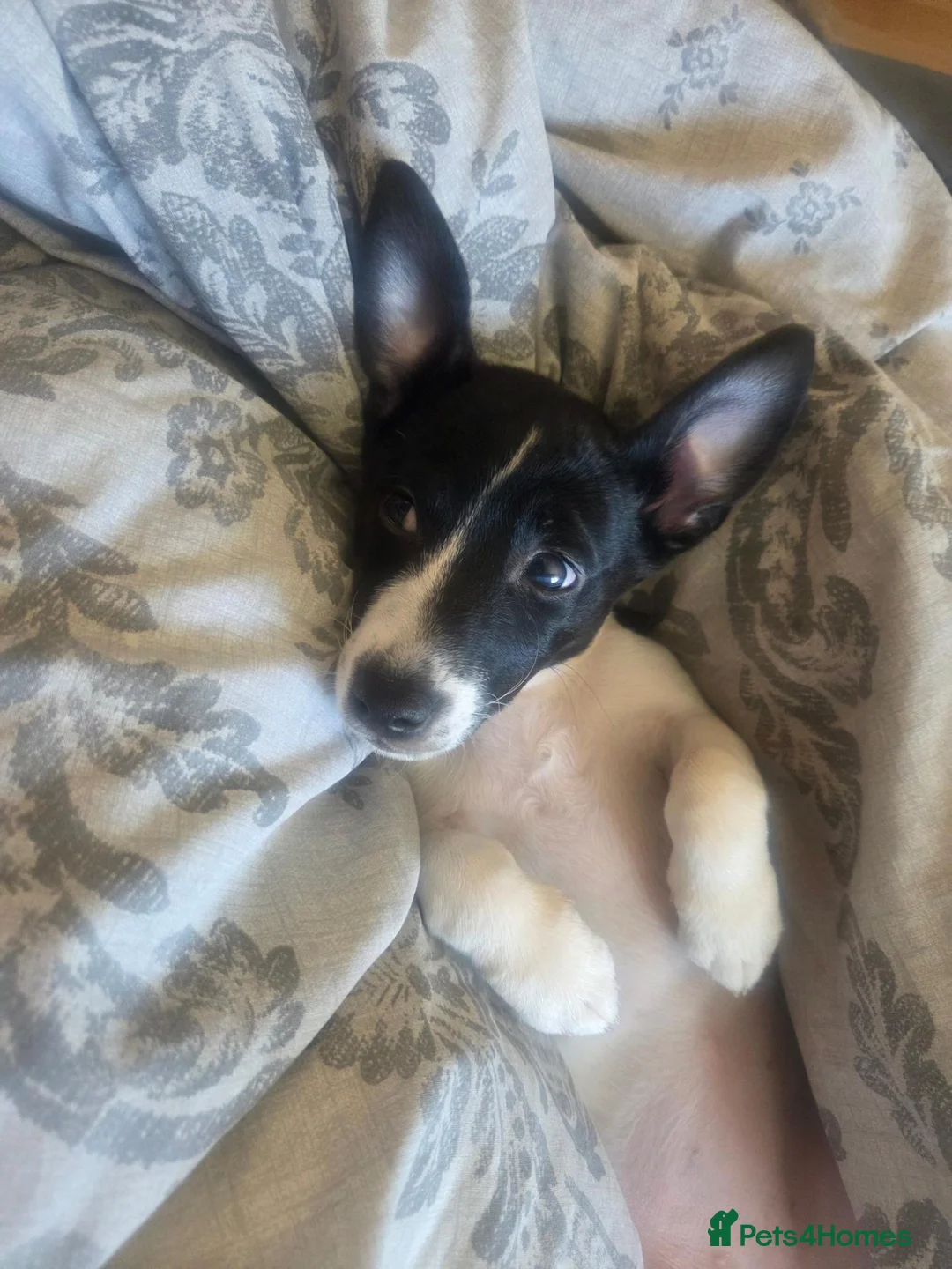 Jack Russell dogs for sale: Lovely jack russell sadly needs a new home. - Advert 8