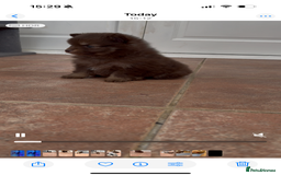 Pomchi dogs for sale: Stunning bear like miniature girl - Image 3