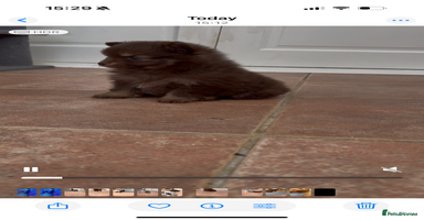 Pomchi dogs - Advert 3