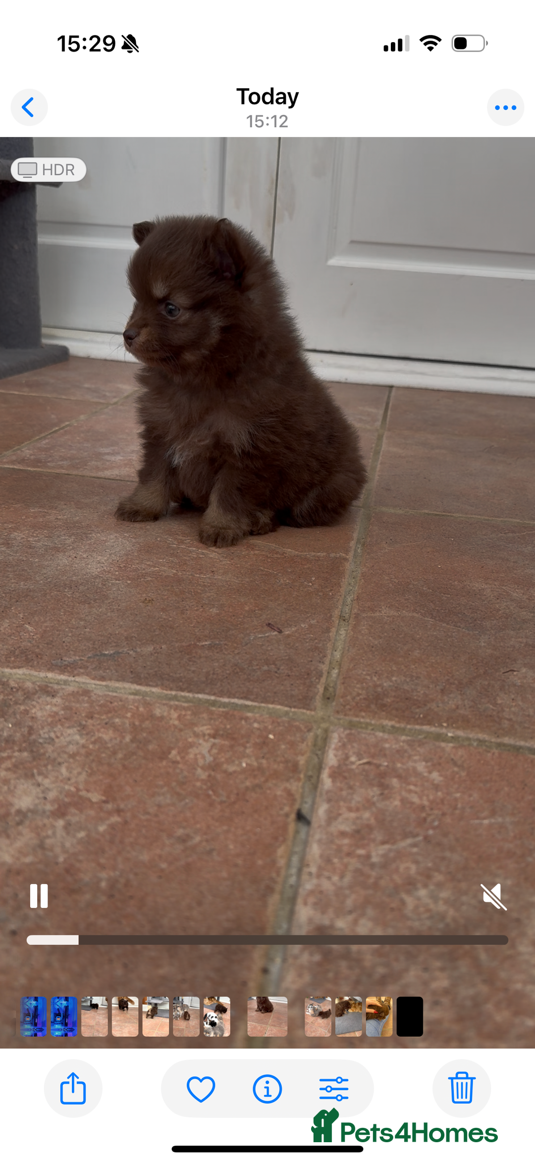 Pomchi dogs for sale: Stunning bear like miniature girl - Image 3