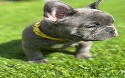 French Bulldog dogs for sale: 2 left Ready for FOREVER Home🏡French Bulldog 🐶🐾 in Preston - Image 15