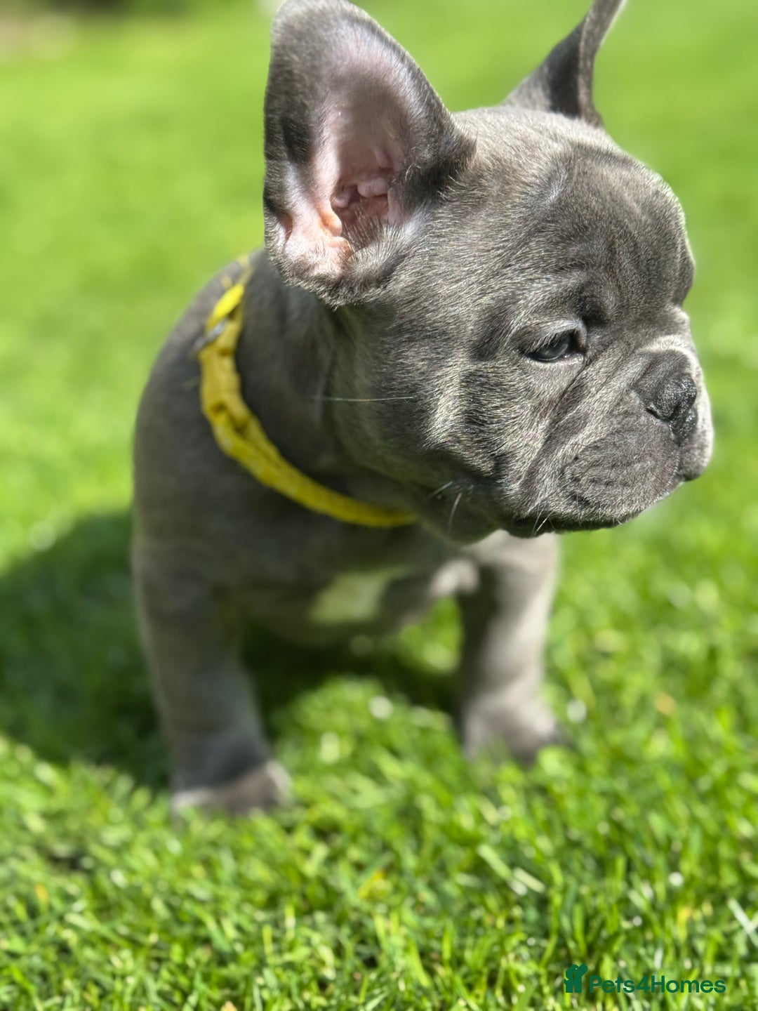 French Bulldog dogs for sale: 2 left Ready for FOREVER Home🏡French Bulldog 🐶🐾 in Preston - Image 15