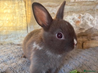 Netherland Dwarf rabbits Sweet Netherland dwarf chocolate boy - Advert 3