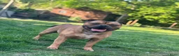 Staffordshire Bull Terrier dogs for sale: 🥨Future litter🥨 Reds/Brindles - Advert 3