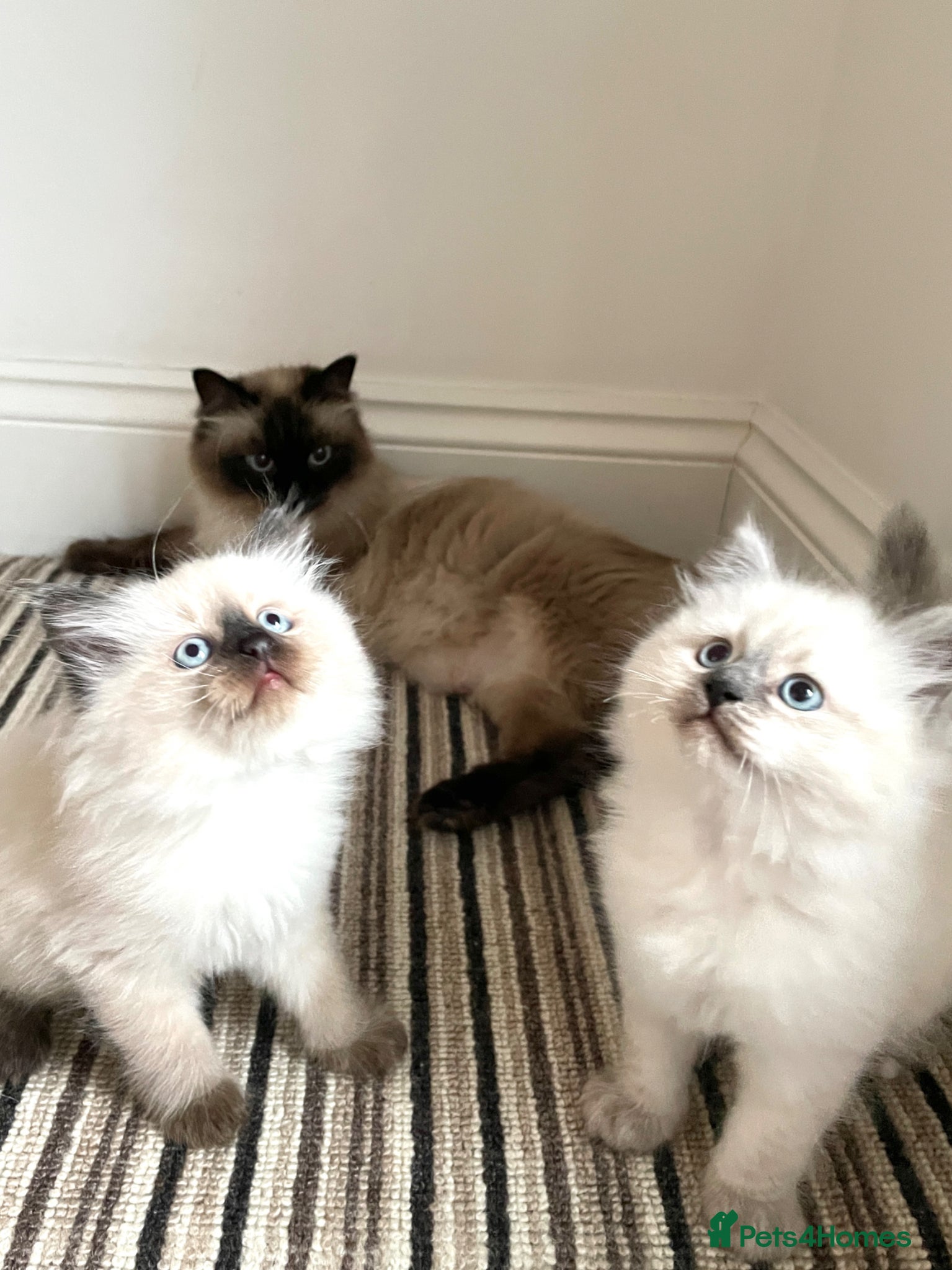 Siberian cats 2 Pure Neva Masquerade kittens available  - Advert 3