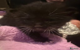 Mixed Breed cats for sale: Mixed breed kittens  - Image 3