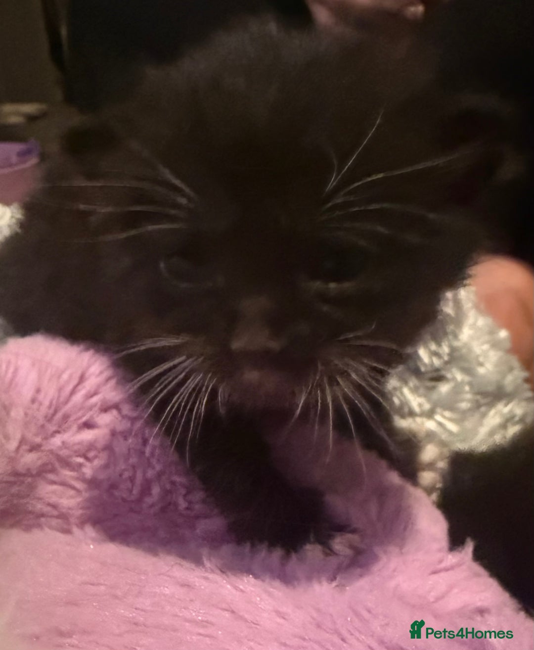 Mixed Breed cats for sale: Mixed breed kittens  - Image 3