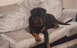 Rottweiler dogs for stud: Kc registered proven big rottweiler stud in Aylesbury - Image 6